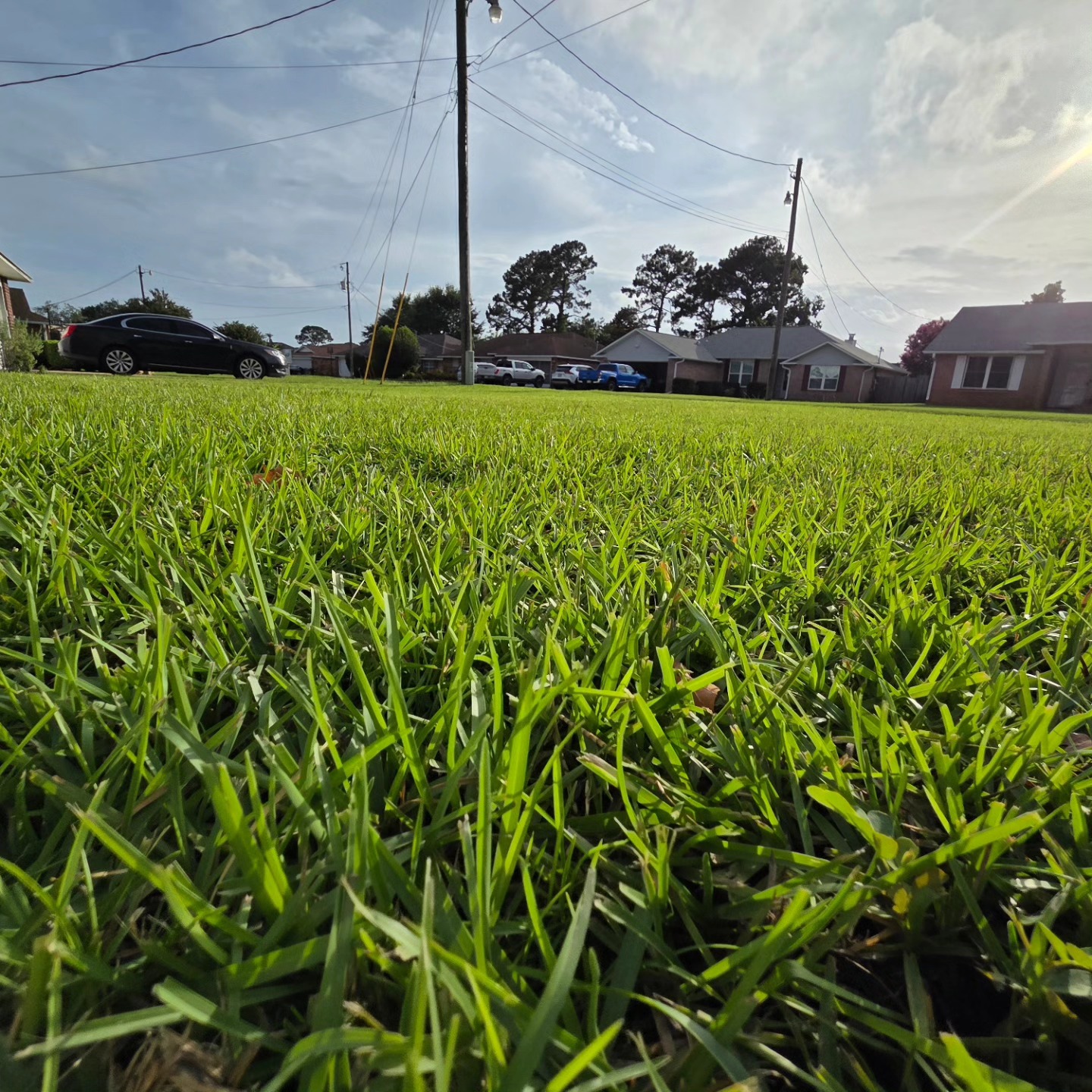 Freshly installed sod lawn